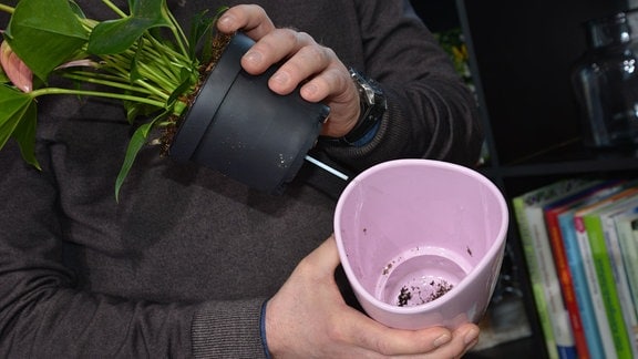 Hände zeigen, wie ein Bewässerungssystem funktioniert. Aus einem Blumentopf ragt ein kleiner Stab oder Docht, der die Pflanze mit Wasser versorgt.  