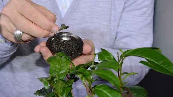 Eine Hand zeigt ein getrocknetes Teeblatt. Im Vordergrund steht eine Teepflanze.  