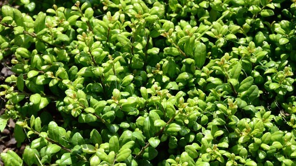 Pflanze mit kleinen dunkelgrünen Blättern