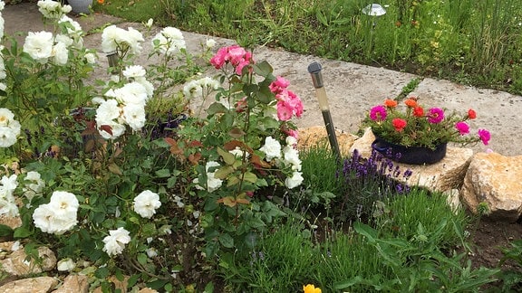 Staudenbeet mit Blumen