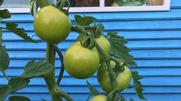 Tomaten an einer Tomatenpflanze