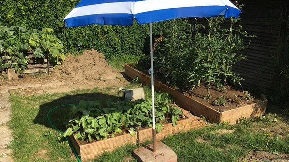 Ein Gemüsebeet wird mit einem Sonnenschirm vor Sonne geschützt 