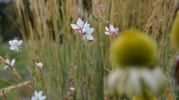 Kleine zarte Blüten der Gaura vor Gräsern