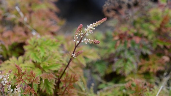 Blätter und zarte Blüte des Zwerg-Geißbarts