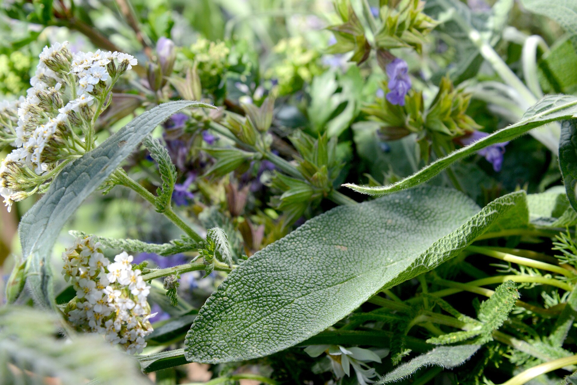Kräuter als Gemüsewächter im Garten MDR.DE