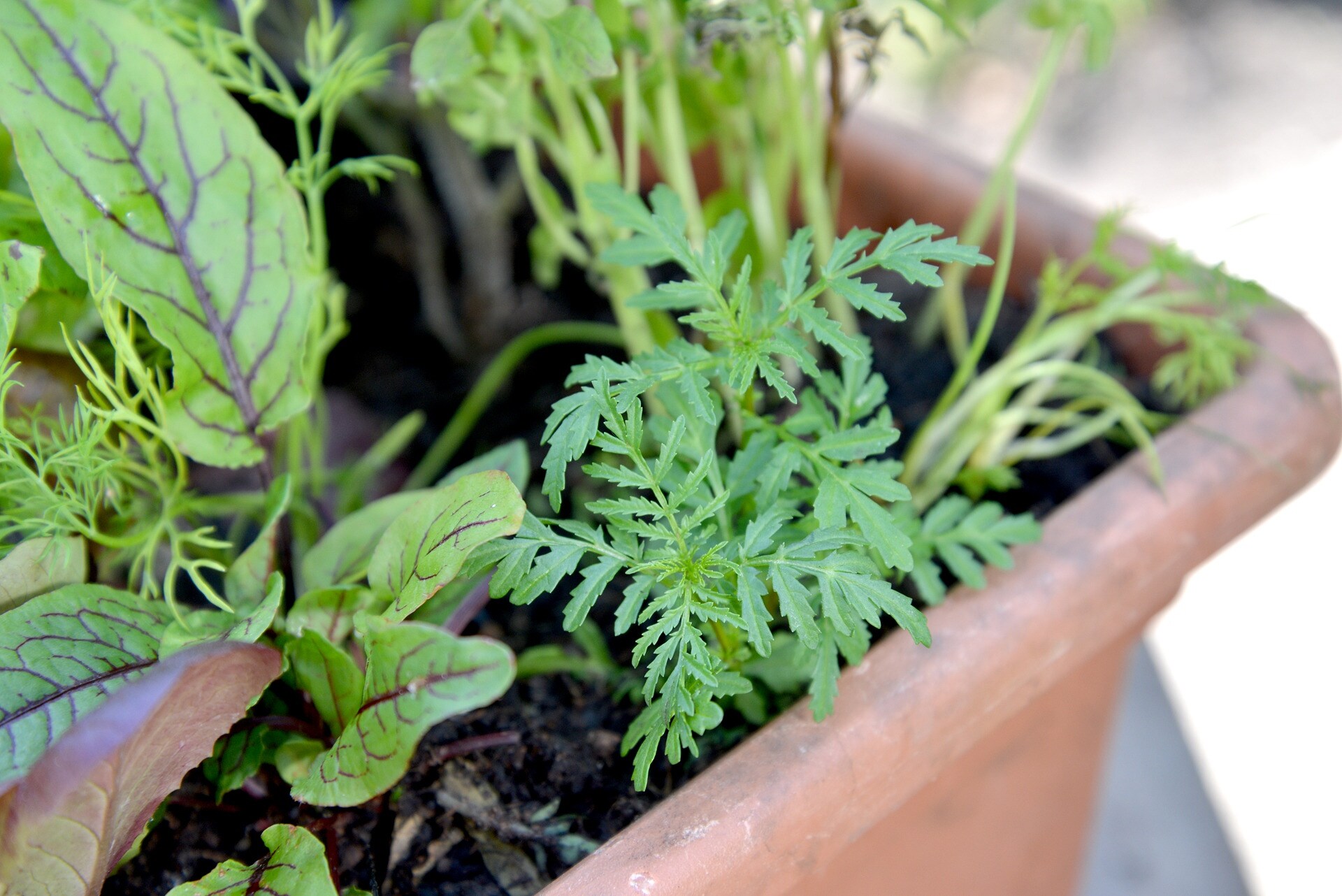Kräuter als Gemüsewächter im Garten MDR.DE