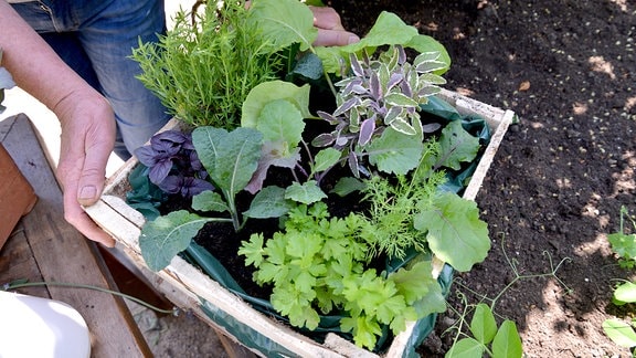 Holzkiste mit verschiedenen Gemüsearten: Kohl, Salat, Kräuter.