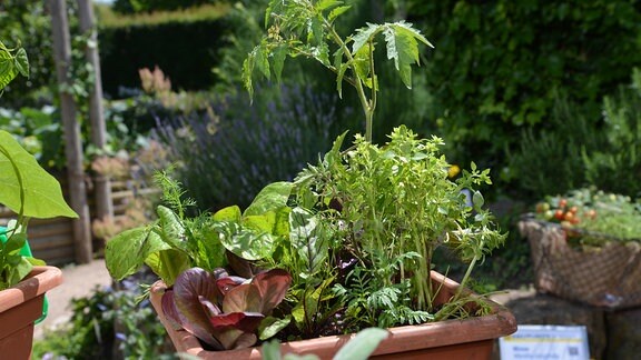 Kübel mit Tomatenpflanze, Salaten und Kräutern.