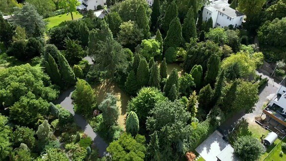 verschiedene Bäume werden aus der Luftperspektive gezeigt
