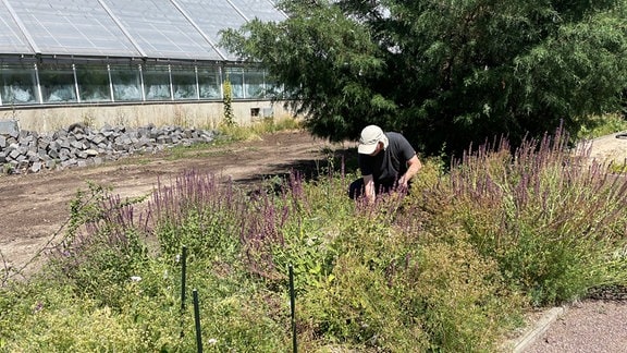 Ein Mann führt Untersuchungen auf einem Beet im Botanischen Garten Halle durch.
