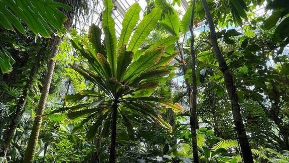 Tropische Pflanzen wachsen im Tropenhaus im Botanischen Garten Halle.