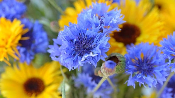 Ringelblumen und Kornblumen in einem Strauß