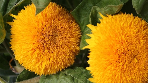 Zwei gelbe Blüten der Sonnenblume 'Teddybär'.