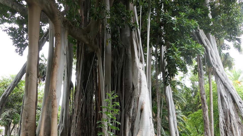 Der Botanische Garten von Puerto de la Cruz MDR.DE