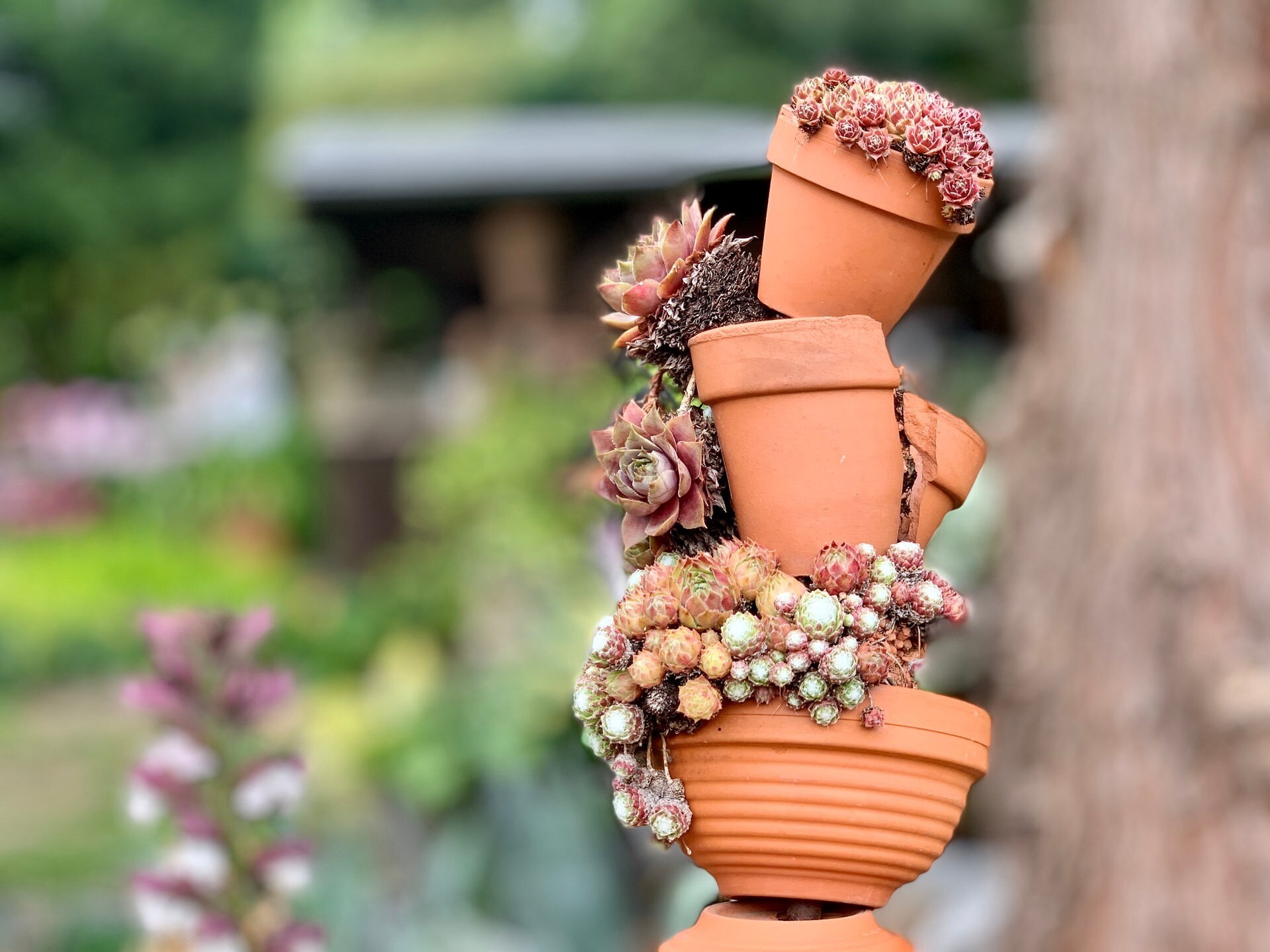 Ein Rundgang durch den Garten Ulbrich in Solingen MDR.DE