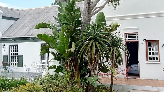 Ein großer Drachenbaum (Dracaena) wächst in Südafrika vor einem Haus.