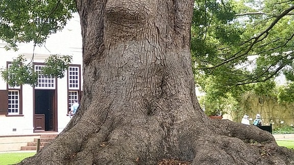 Ein großer Kampferbaum steht in den Gärten von Vergelegen (Südafrika).