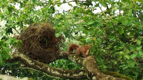 Ein Eichhörnchen in einer Eiche.