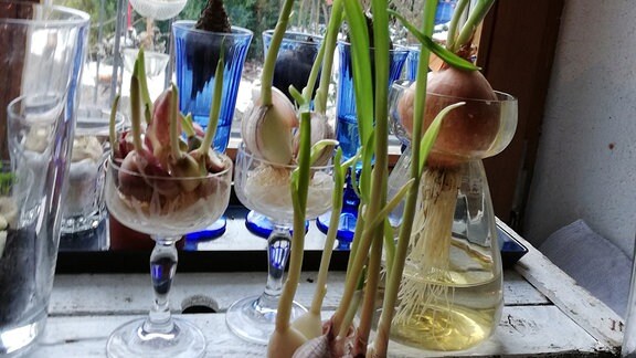 Aus Knollen in Gläsern am Fenster ausgetriebene Knoblauch-Pflanzen