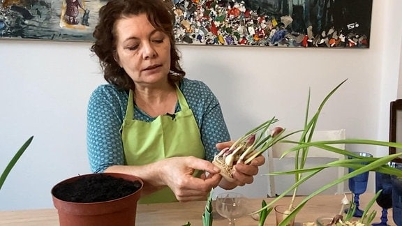 Gärtnerin Brigitte Goss zeigt Knoblauch, der ausgetrieben hat