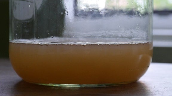 Starterflüssigkeit für Kombucha in einem Schraubglas.