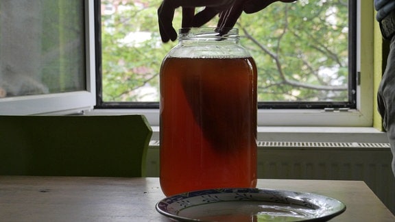 Ein Kombucha-Teepilz wird in Teemischung gegeben.