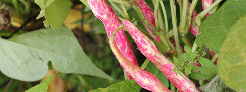 Bohnen Eiweiss Kraftpakete Aus Dem Eigenen Garten Mdr De