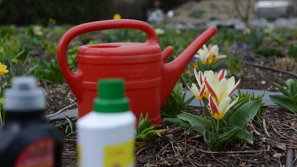 Wenn Frühblüher nicht blühen Blumenzwiebeln und Knollen düngen MDR.DE