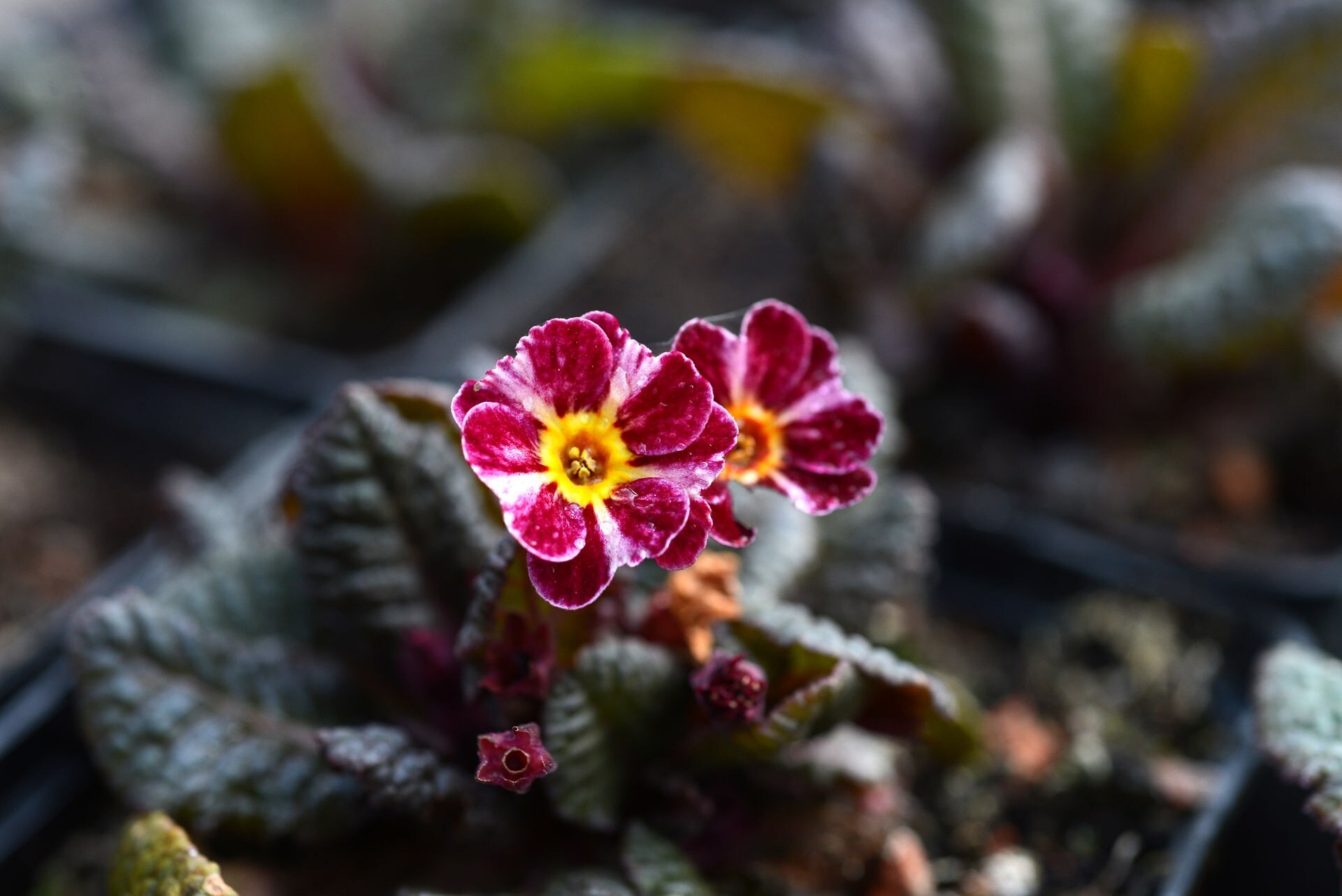 Frühblüher Diese winterharte Primeln machen Lust auf den Frühling MDR.DE