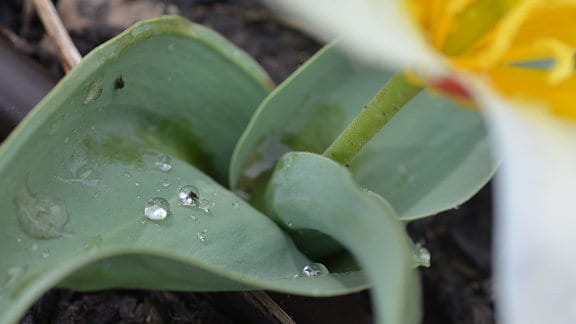 Wassertropfen auf einem Tulpenblatt  