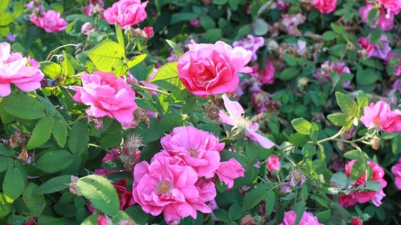 Rosa gallica Apothekerrose