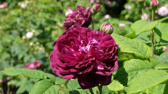 Rosa gallica ´Cardinal de Richelieu´ 1847 