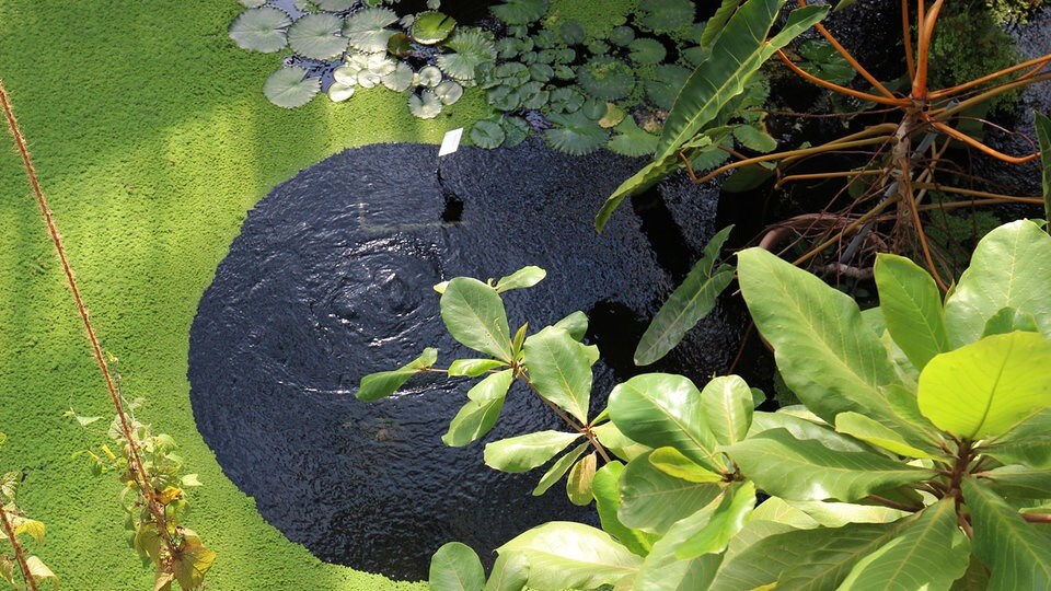 Botanischer Garten Leipzig 5 Gründe, warum ein Besuch lohnt MDR.DE