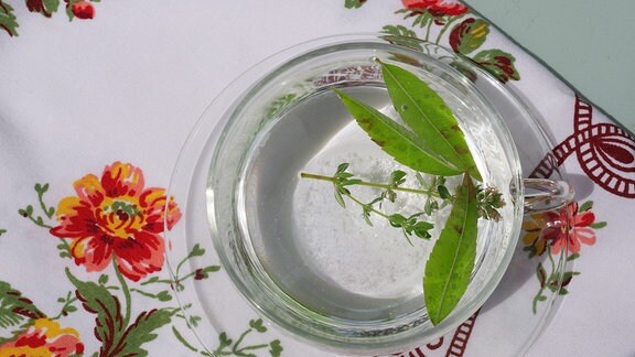 Blätter der Zitronenverbene in einem Glas mit Wasser