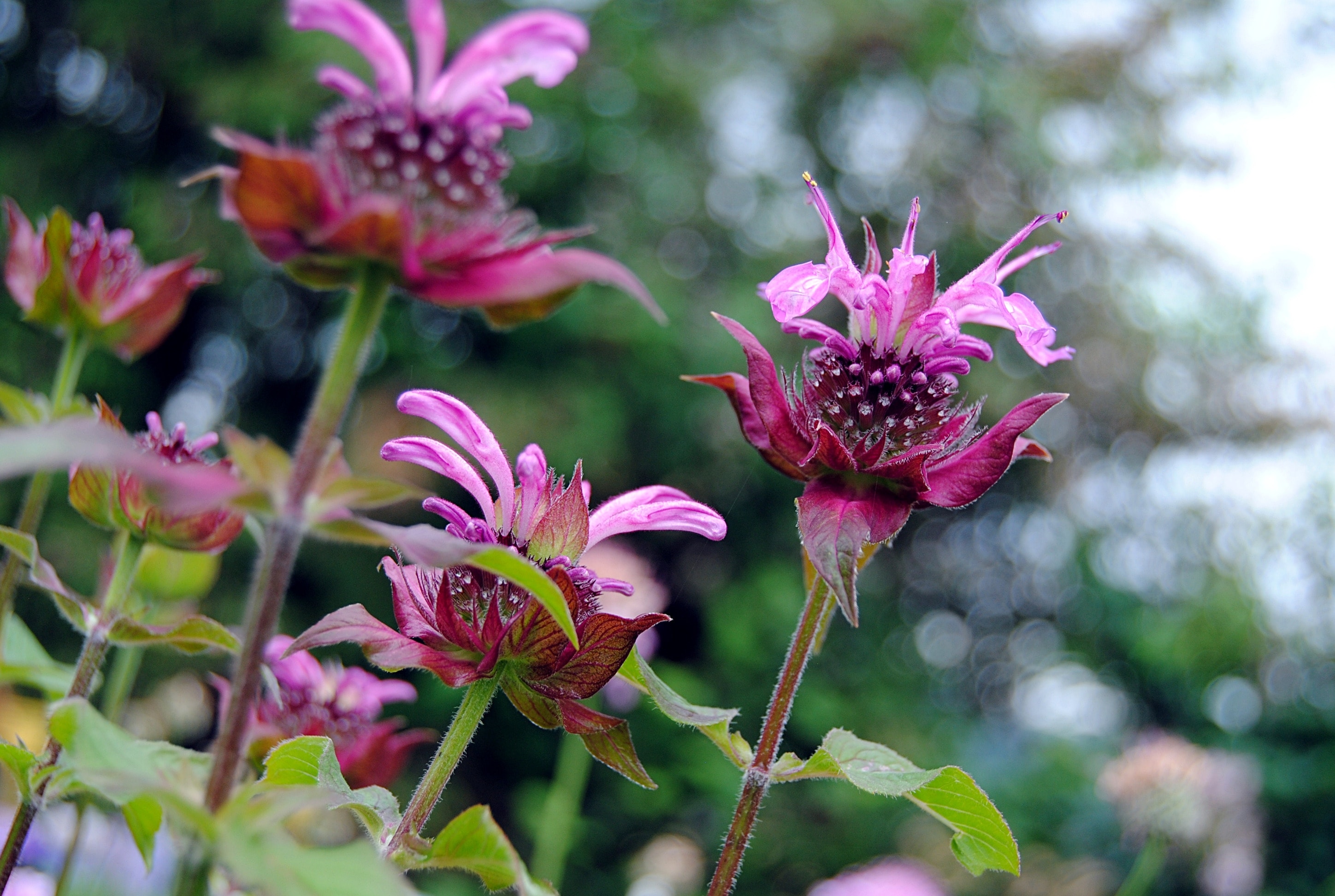 Essbare Blumen: Diese Blüten eignen sich für die Gartenküche | MDR.DE