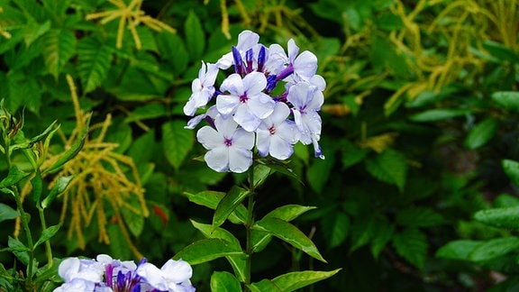 Blau-weiße Blüten einer Phlox-Blume der Sorte 'Flame Blue'