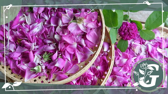 lilafarbene Blätter von Rosen liegen auf flachen Tabletts zum Trocknen
