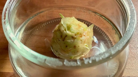 Strunk eines Romana-Salats in Glasschale mit Wasser