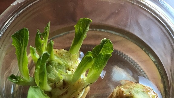 Zwei Strünke von Romana-Salat in Glasschale mit Wasser