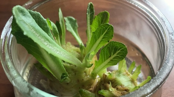 Salatstrunk mit kleinen Blättern in Glasschale