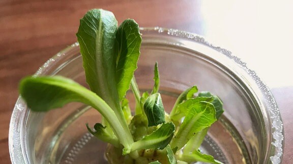 Salatstrunk mit kleinen Blättern in Glasschale