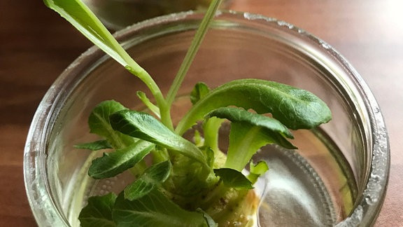 Salatstrunk mit langen Blättern in Glasschale