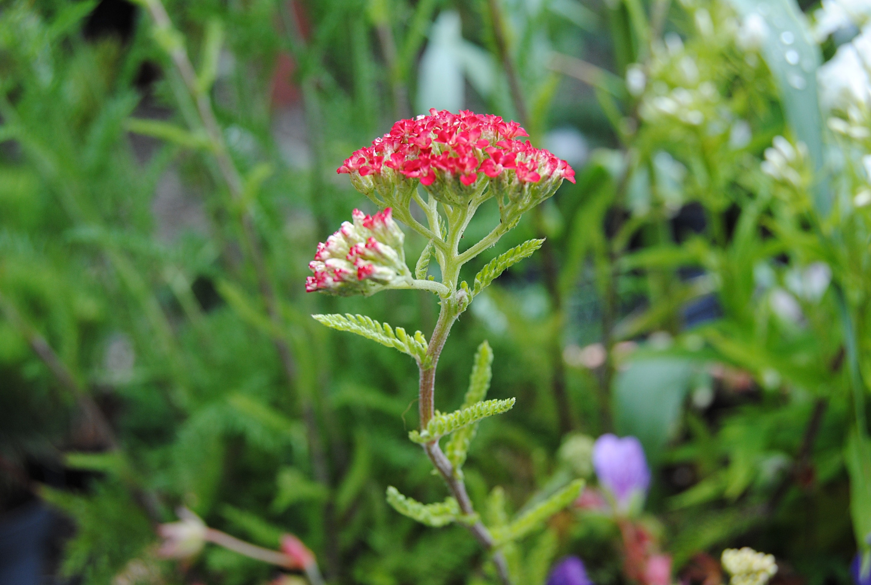 Essbare Blumen Diese Blüten eignen sich für die Gartenküche MDR.DE