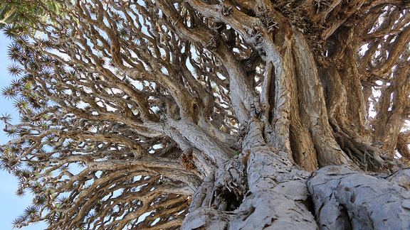 Detail Drachenbaum