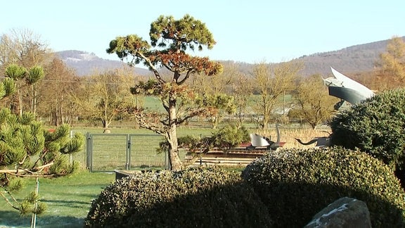 Panorma mit gestalteten Bäumen im Garten und Ausblick auf Hügellandschaft.