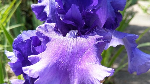 Eine Iris aus der Iris-Sammlung des Botanisch-Zoologischen Garten von Mulhouse