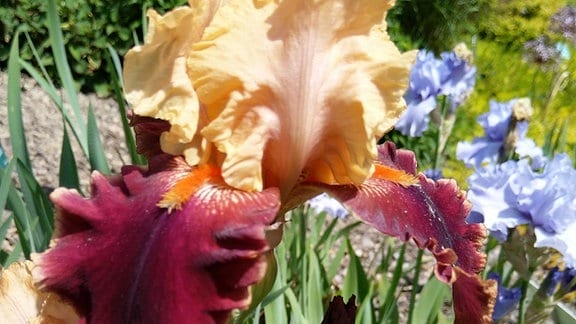 Eine Iris aus der Iris-Sammlung des Botanisch-Zoologischen Garten von Mulhouse