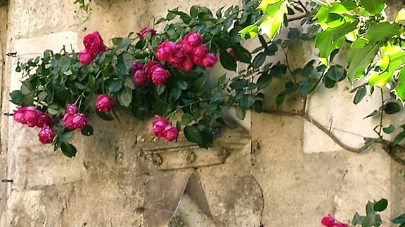 Blumen an einer Hausmauer im Collégiale Notre Dame in Beaune