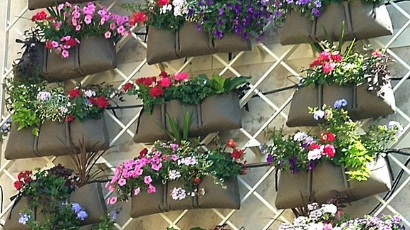 Eine Giebelwand mit zahlreichen Blumenkästen in Dijon