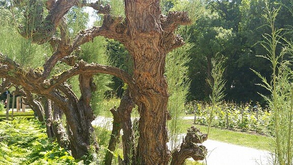 Ein Park im englischen Stil im Jardin de l'Arquebuse in Dijon. Dort stehen Tamarisken die durch eine außergewöhnliche Wuchsform auffallen.
